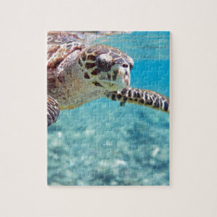 Schildkröte