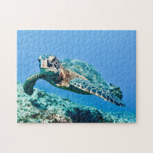 Schildkröte