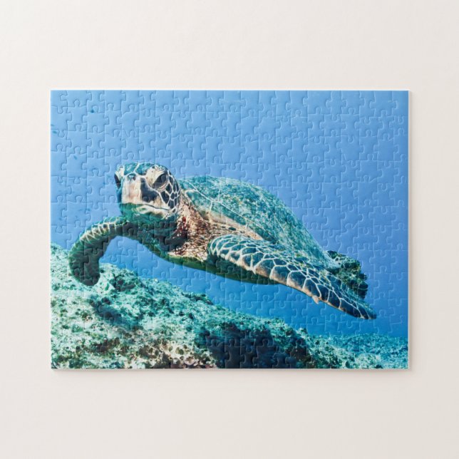 Schildkröte (Horizontal)
