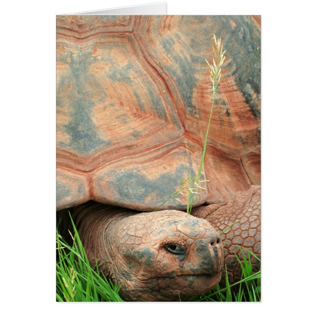 Schildkröte (Vorne)