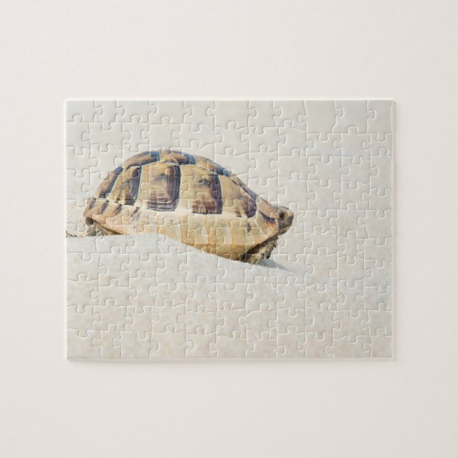 Schildkröte (Horizontal)