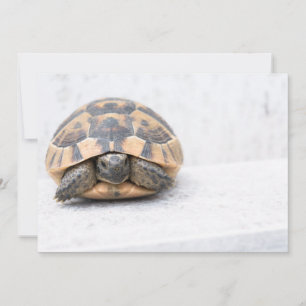 Schildkröte