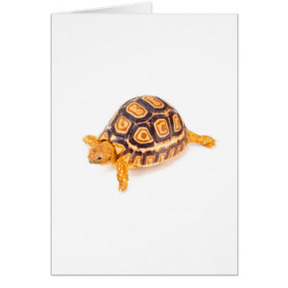 Schildkröte