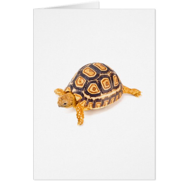 Schildkröte (Vorne)
