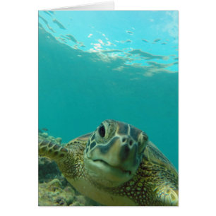 Schildkröte