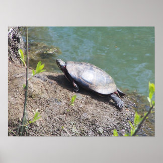 Schildkröte2 Poster