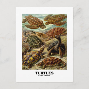 Schildkröte (7 verschiedene Schildkrötenkunst) Postkarte