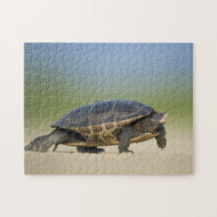 Schildkröte / Amphibie / Reptil Nahaufnahme-Foto-P