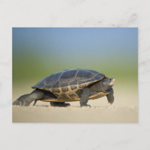 Schildkröte / Amphibie / Reptil Nahaufnahme Postka Postkarte
