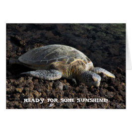 Schildkröte auf der Lava