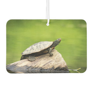 Schildkröte auf einem Stein Autolufterfrischer