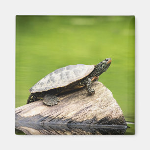 Schildkröte auf einem Stein Magnet