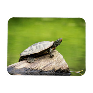Schildkröte auf einem Stein Magnet