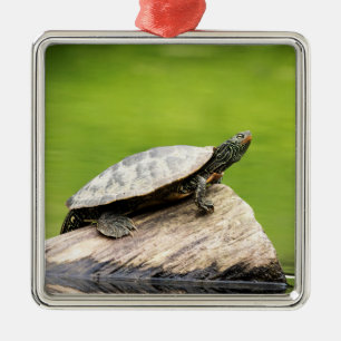 Schildkröte auf einem Stein Ornament Aus Metall