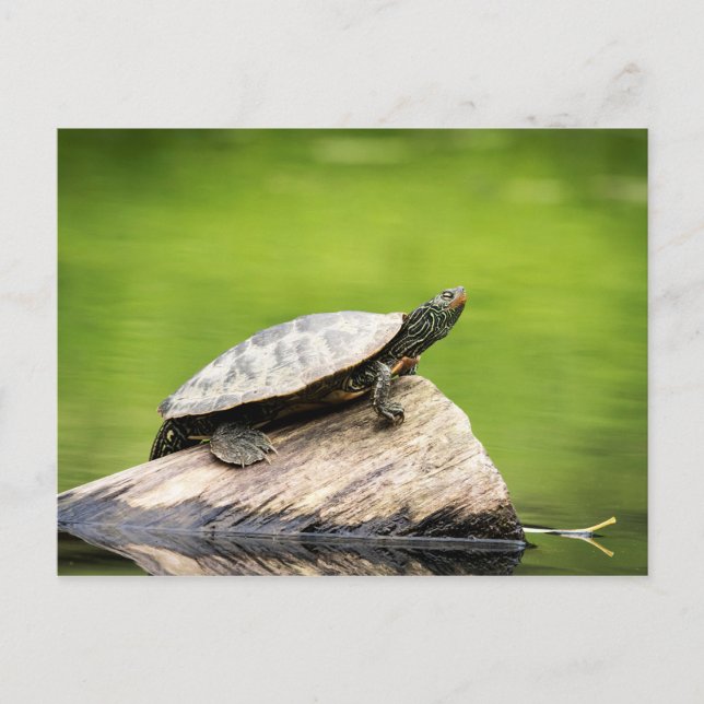 Schildkröte auf einem Stein Postkarte (Vorderseite)