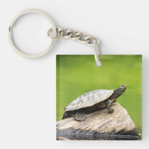 Schildkröte auf einem Stein Schlüsselanhänger