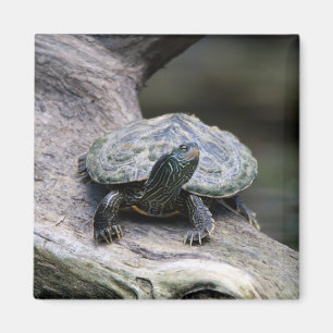 Schildkröte auf einem Zweig Magnet