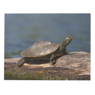 Schildkröte auf einem Zweig Notizblock