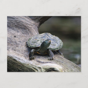 Schildkröte auf einem Zweig Postkarte