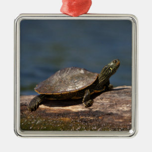 Schildkröte auf einem Zweig Silbernes Ornament