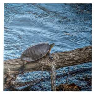 Schildkröte auf einer Klotz-Fliese Fliese