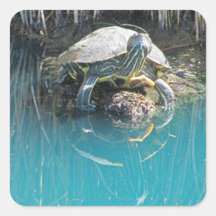 Schildkröte auf Felsen Wasser Reflexion Naturfotog Quadratischer Aufkleber