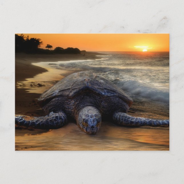 Schildkröte bei Sunset Postkarte (Vorderseite)