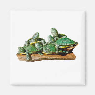 Schildkröte-Bild-Magnet Magnet