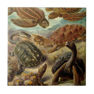 Schildkröte (Chelonia) von Haeckel Fliese