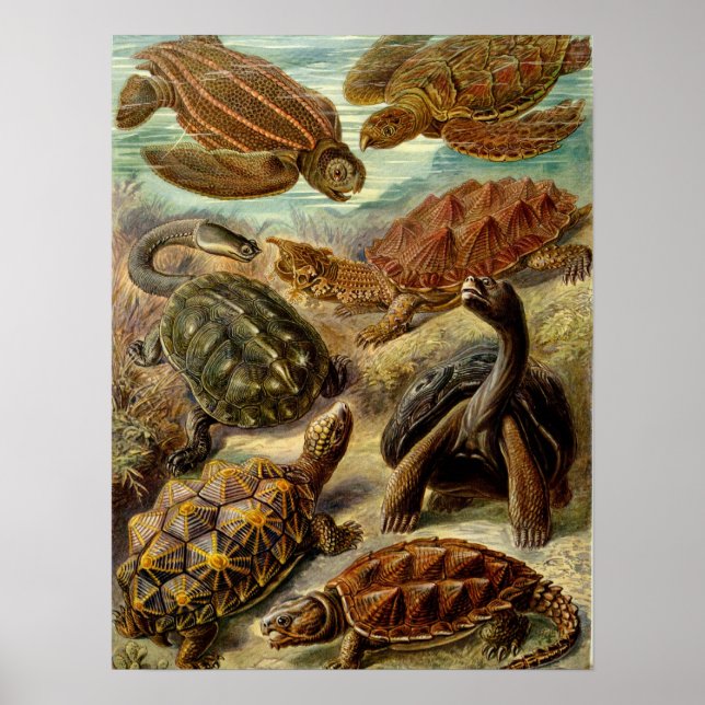 Schildkröte (Chelonia) von Haeckel Poster (Vorne)