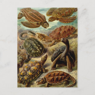 Schildkröte (Chelonia) von Haeckel Postkarte