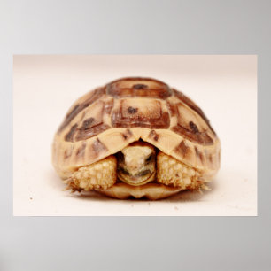 Schildkröte, die in der Muschel sich versteckt Poster