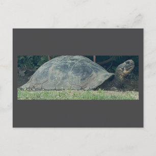 Schildkröte Foto Postkarte
