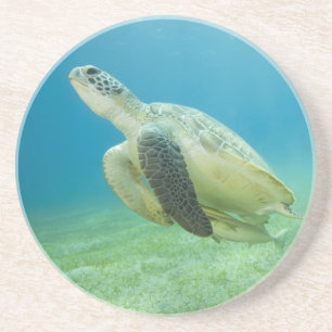 Schildkröte Getränkeuntersetzer
