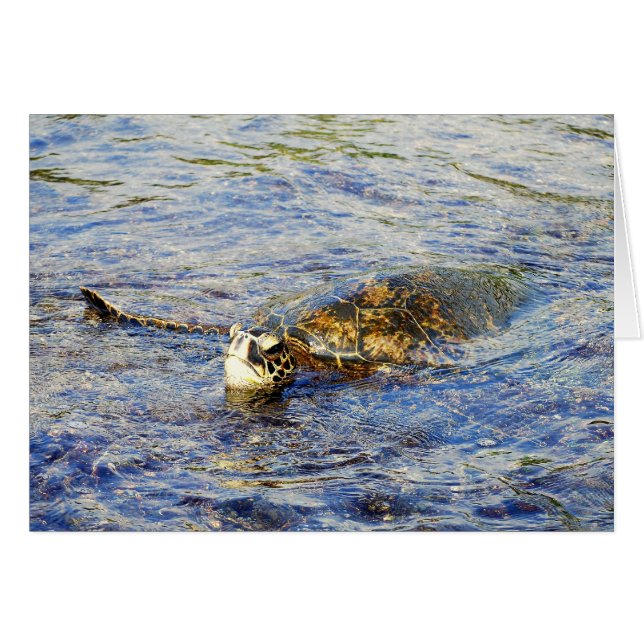 Schildkröte, Hawaii, Karte (Vorderseite (Horizontal))