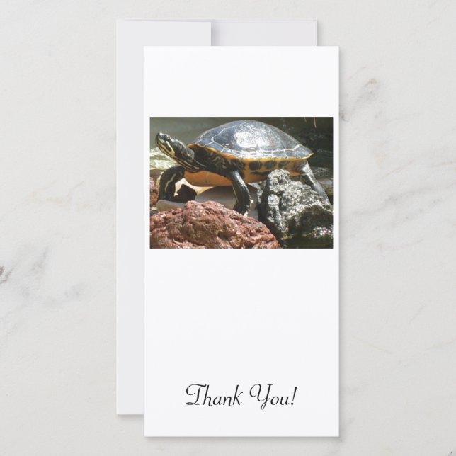 Schildkröte im Aquarium Dankeskarte (Vorderseite)