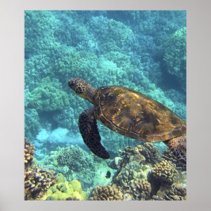 Schildkröte im Meer Poster