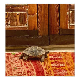 Schildkröte im Riad - Marrakesch, Marokko Fotodruck