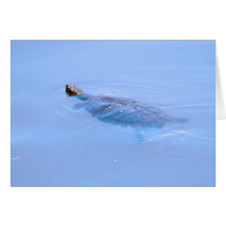 Schildkröte im Teich