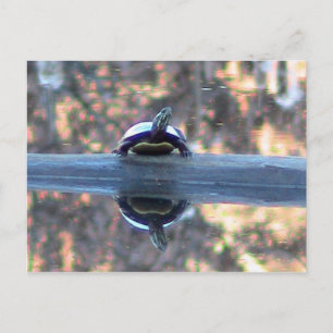 Schildkröte im Teich-Postkarte Postkarte