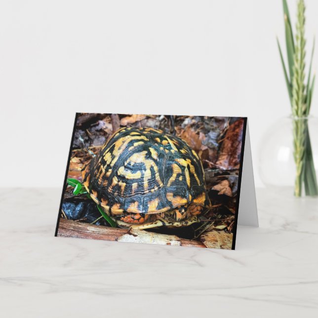 Schildkröte im Wald, Chester, South Carolina Karte (Vorderseite)