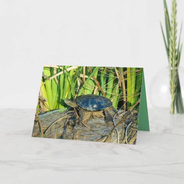 Schildkröte in der Sun-Gruß-Karte Karte (Vorderseite)