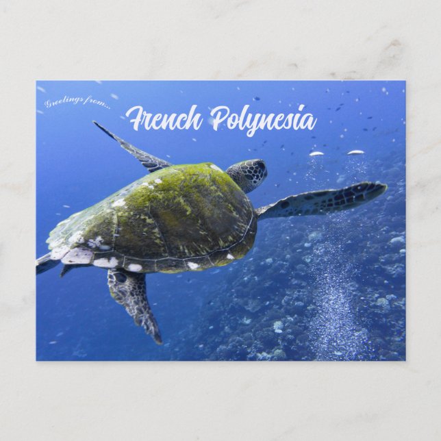 Schildkröte in Mo'orea Französisch-Polynesien Postkarte (Vorderseite)