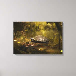 Schildkröte in natürlicher Umgebung - Canvas Print Leinwanddruck