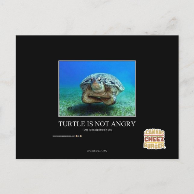 Schildkröte ist nicht wütend postkarte (Vorderseite)