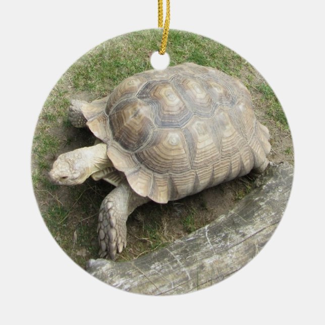 Schildkröte Keramik Ornament (Vorne)