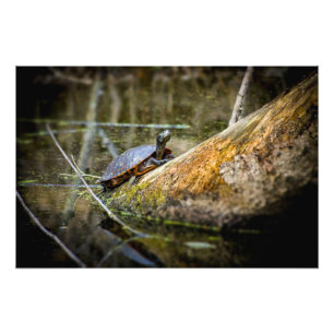 Schildkröte-Klotz Fotodruck