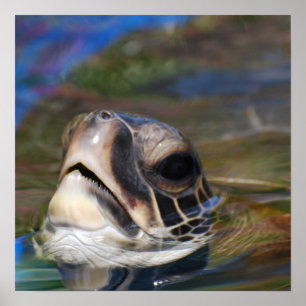 Schildkröte-Kopf Poster