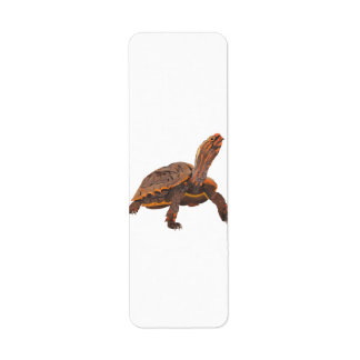 Schildkröte Kopie Kopie Kopie Kopie Kopie Kopie Ko