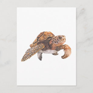 Schildkröte Kopie Kopie Kopie Kopie Kopie Kopie Ko Postkarte